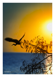 Egret takes flight at sunset