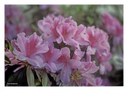 Pink Azaleas