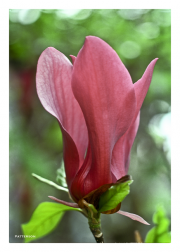 Pink Tulip