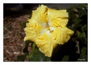 Yellow Hibiscus