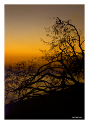 Egret Perched at Sunset