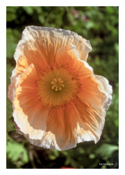 Pink Flower