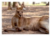 Kangaroo