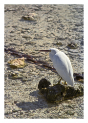 Egret