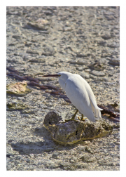 Egret