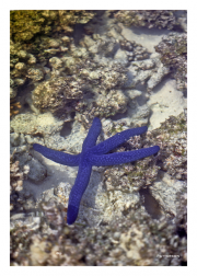 Blue Starfish