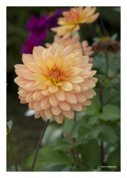 Bloom in Garden of Chateau de Angers