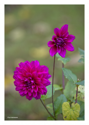 Fuschia Flowers in Gardens of Chateau de Angers