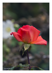 Rose in the gardens of Château de Montreuil-Bellay