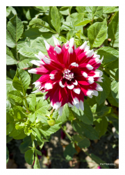 Red & White Dahlia