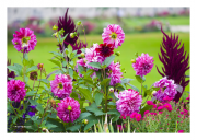 Luxembourg Gardens