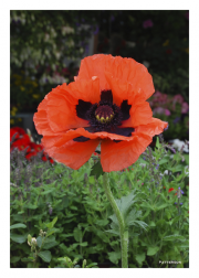 Red Poppy