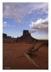 Driftwood Monument Valley