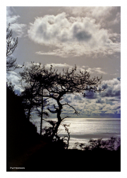 Torrey Pines