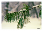 Snowy Pine