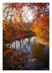 Autumn Leaves