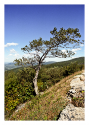 Bending Tree