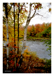 Adirondack Stream