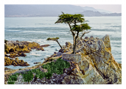 Lone Cypress