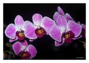 Purple Orchids