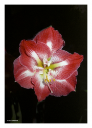 Red Hibiscus