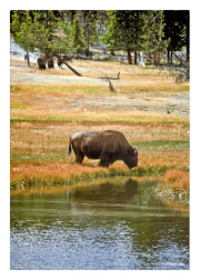 Bison at a Watering Hole