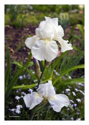 White Iris