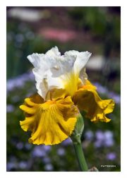 White & Yellow Iris