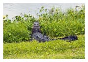 Alligator