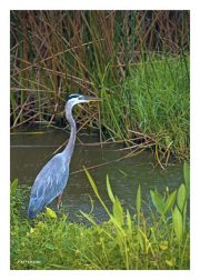 Heron