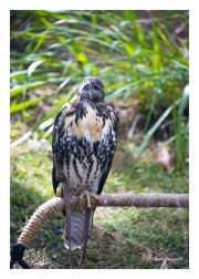 Red-tailed Hawk