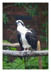 Osprey