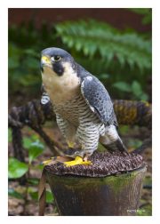 Peregrine Falcon