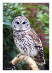 Barred Owl