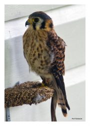 Kestrel