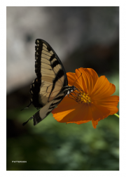Butterfly on Orange Flower