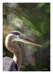 Heron