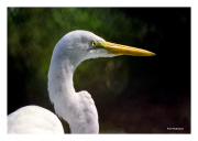 Great Egret