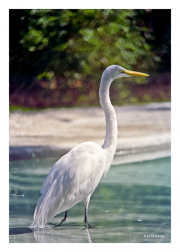 Great Egret
