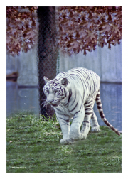White Tiger