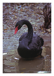 Black Swan