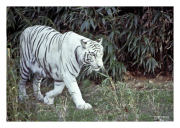 White Tiger