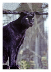 Panther