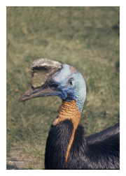 Cassowary