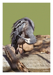 Great Blue Heron