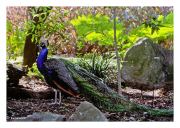Peacock