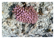 Coral in Great Barrier Reef