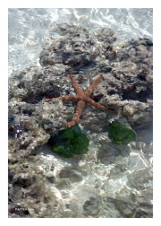 Starfish