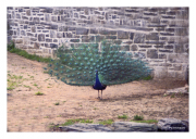 Peacock