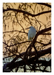Egret at Sunset